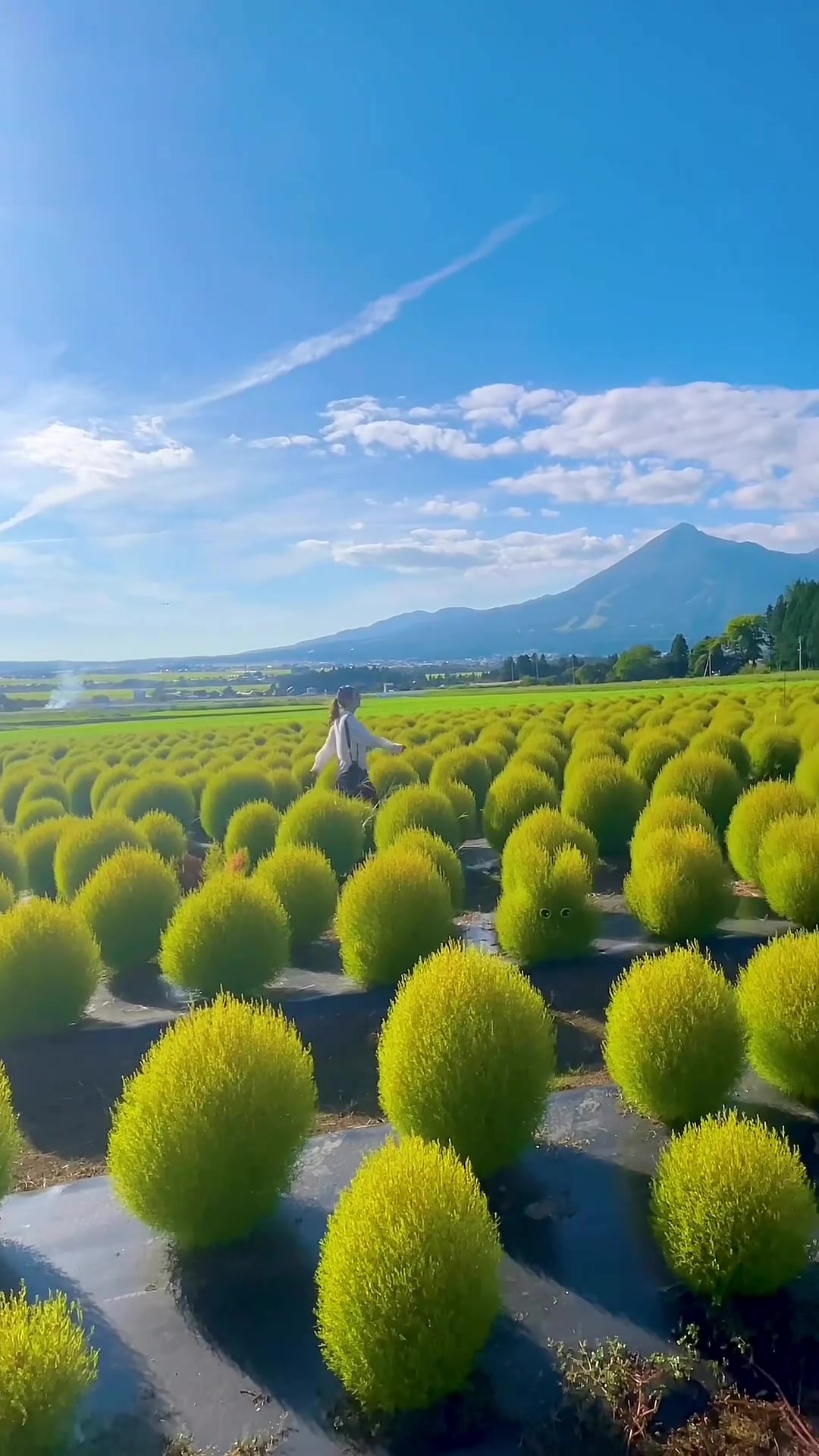 Scenic Landscape: Field of Round Bushes and Mountains