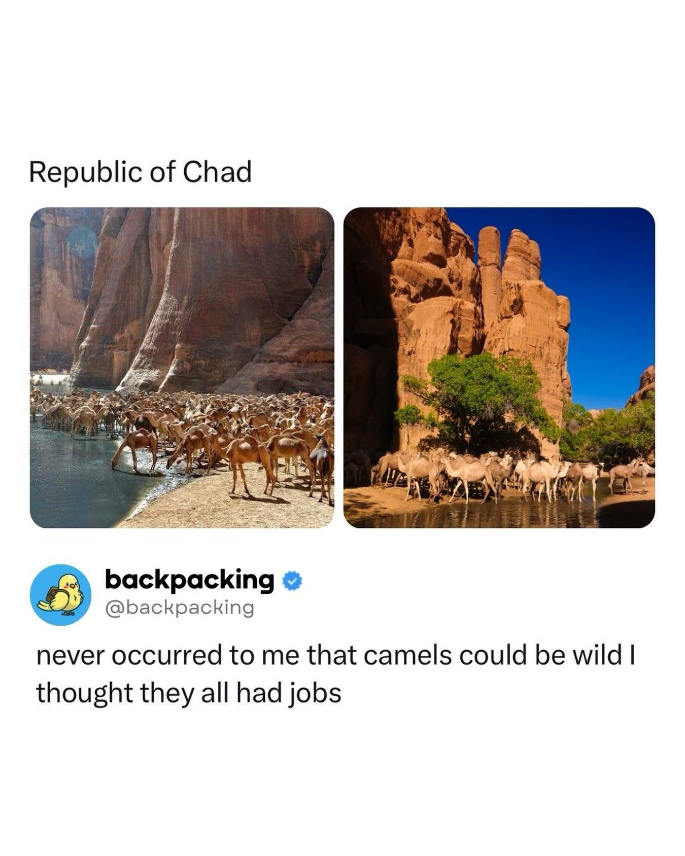 Wild Camels of Guelta d'Archei: Chad’s Oasis Lifeline