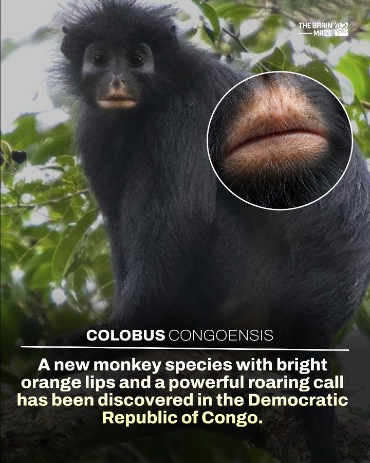 New Colobus Monkey with Orange Lips Discovered in Congo