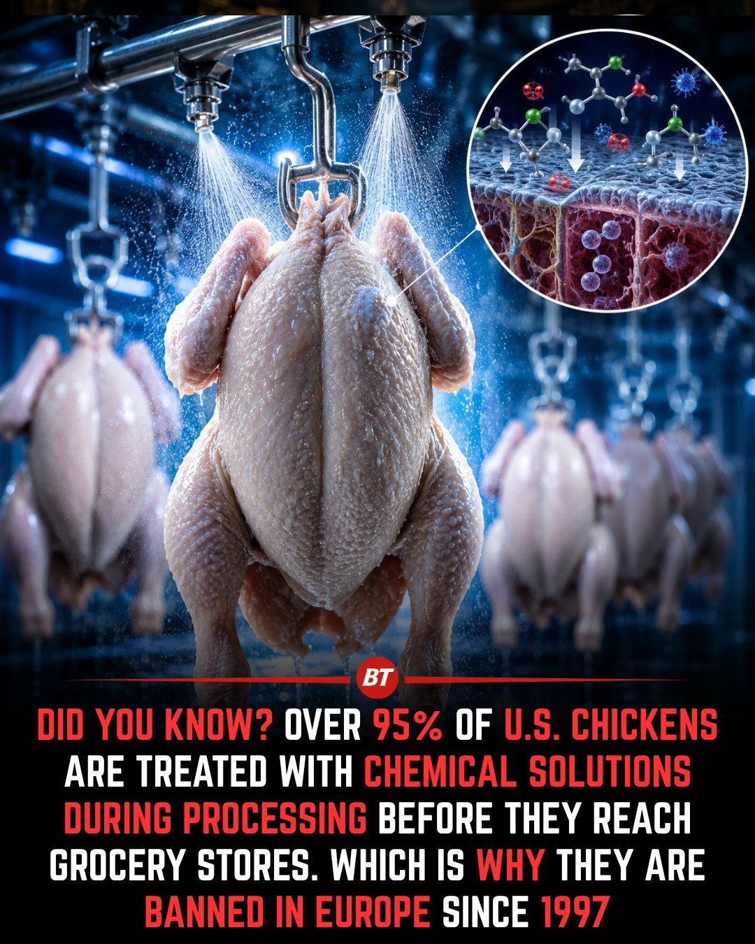 Chickens in U.S. vs. Europe: Different Approaches to Food Safety