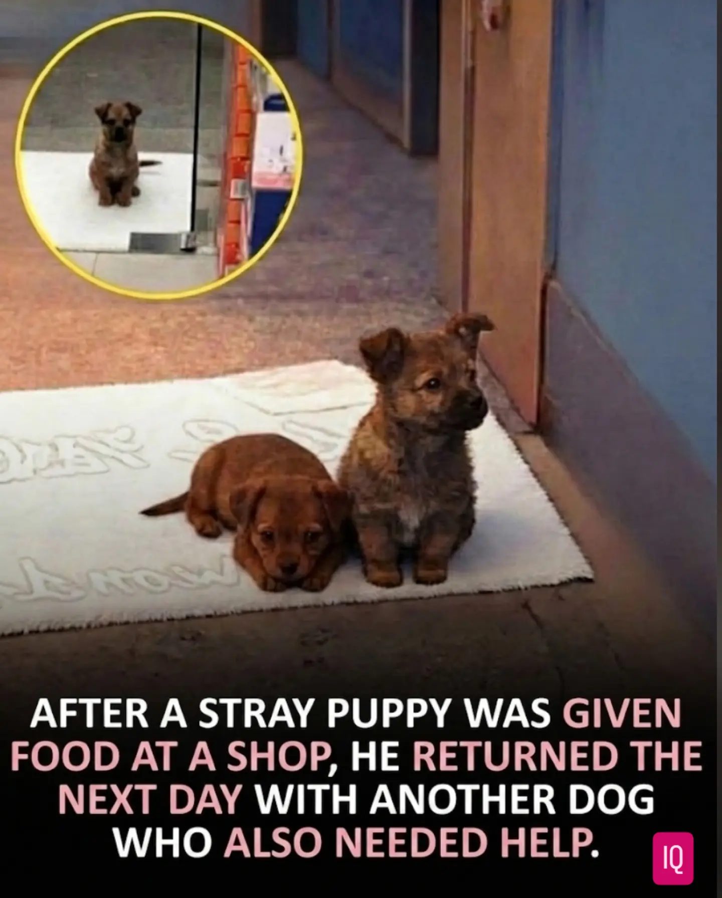 Stray Puppy Rescues Friend, Shows Canine Empathy