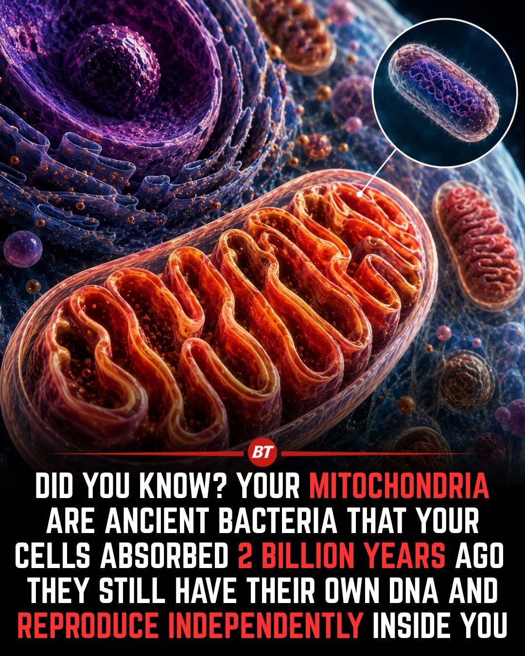Mitochondria: Ancient Bacteria Powering Your Cells