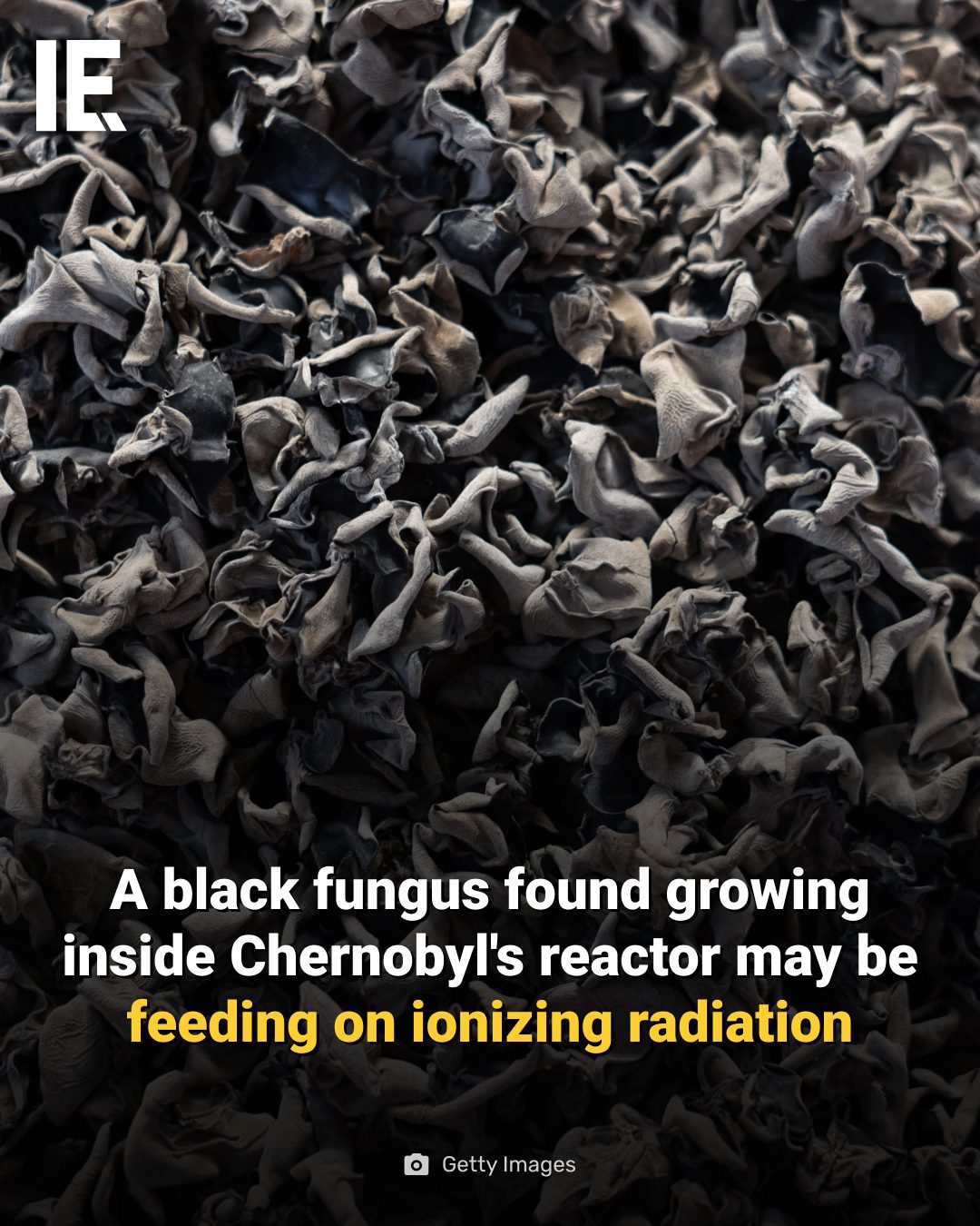 Chernobyl Fungus May Feed on Radiation