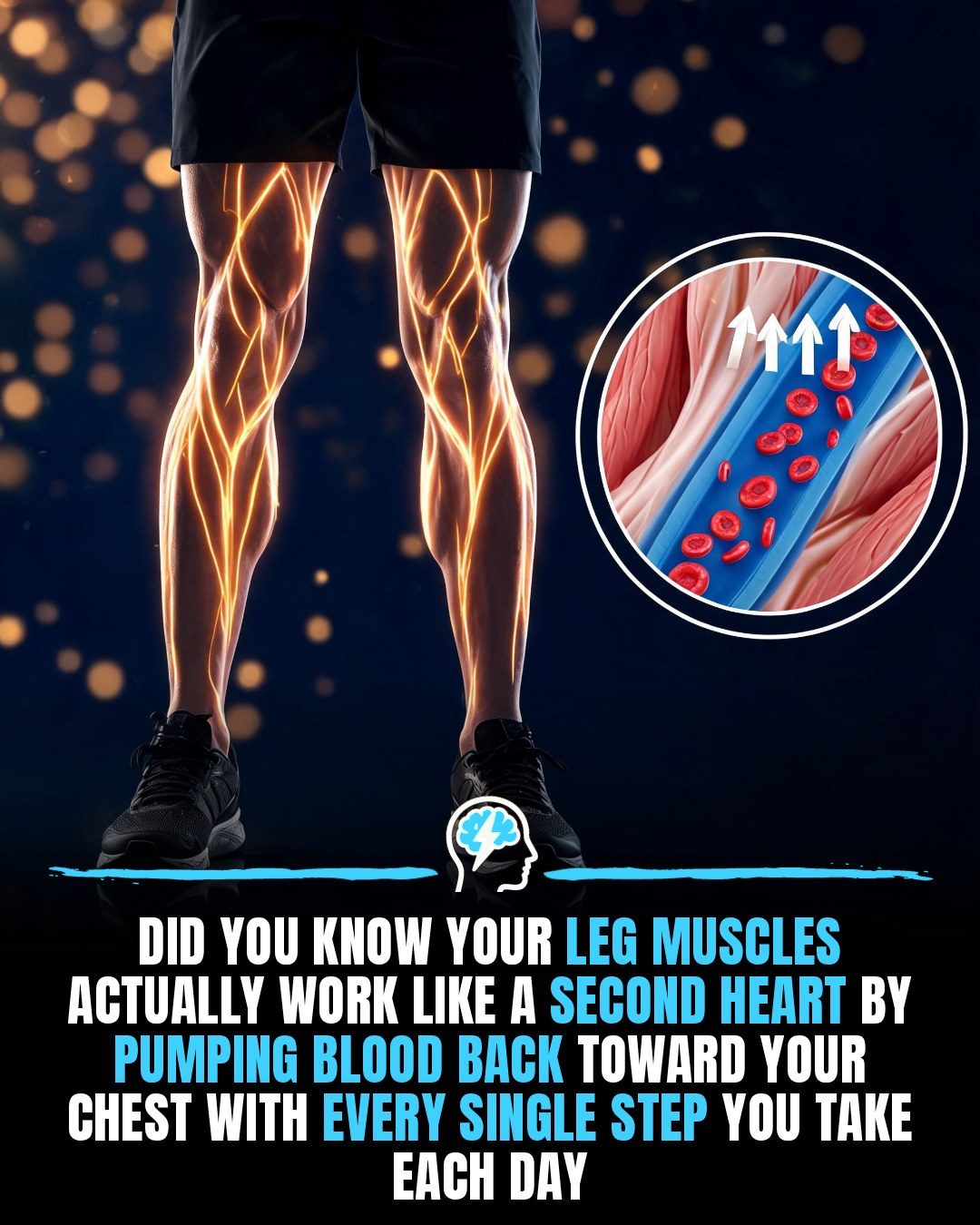 The Surprising Role of Legs: Your Second Heart