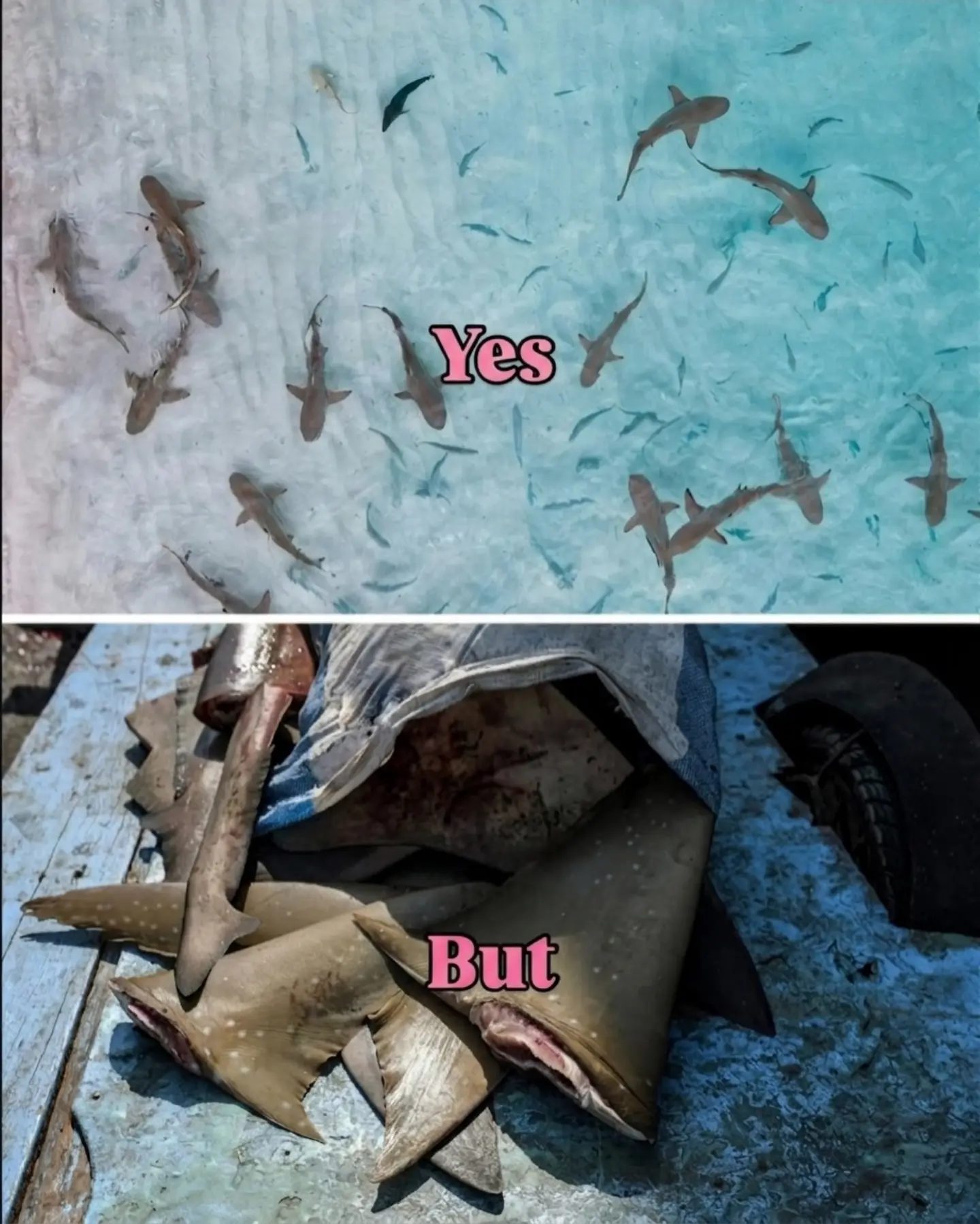 The Decline of Sharks: Why Finning Persists