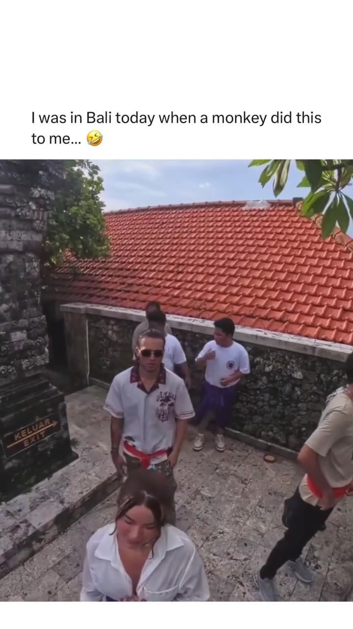 Funny Monkey Encounter in Bali: What to Do?
