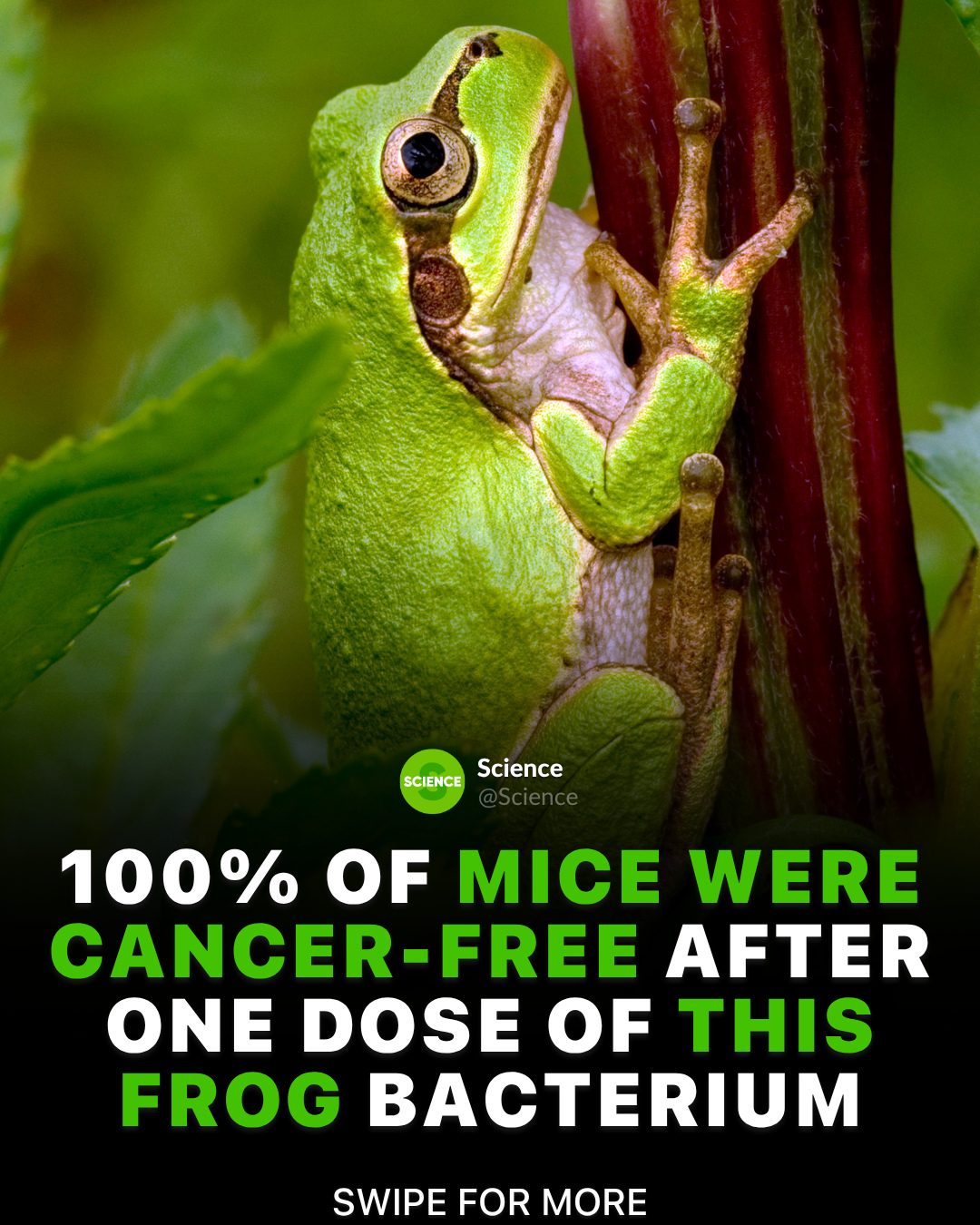 Japanese Tree Frog Bacterium Eliminates Colorectal Tumors in Mice