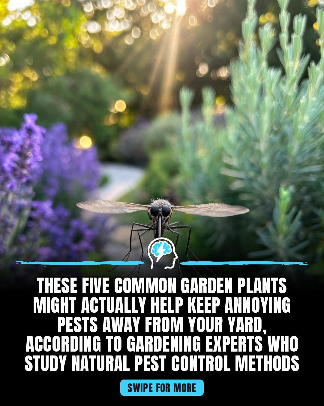 Natural Pest Repellent Plants for a Chemical-Free Garden