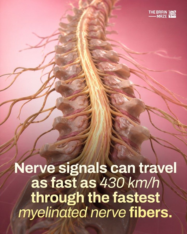 Unlocking the Speed of Nerve Signals