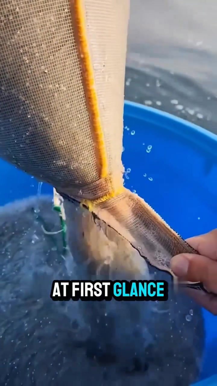 The Secret to Catching Nearly Invisible Silverfish