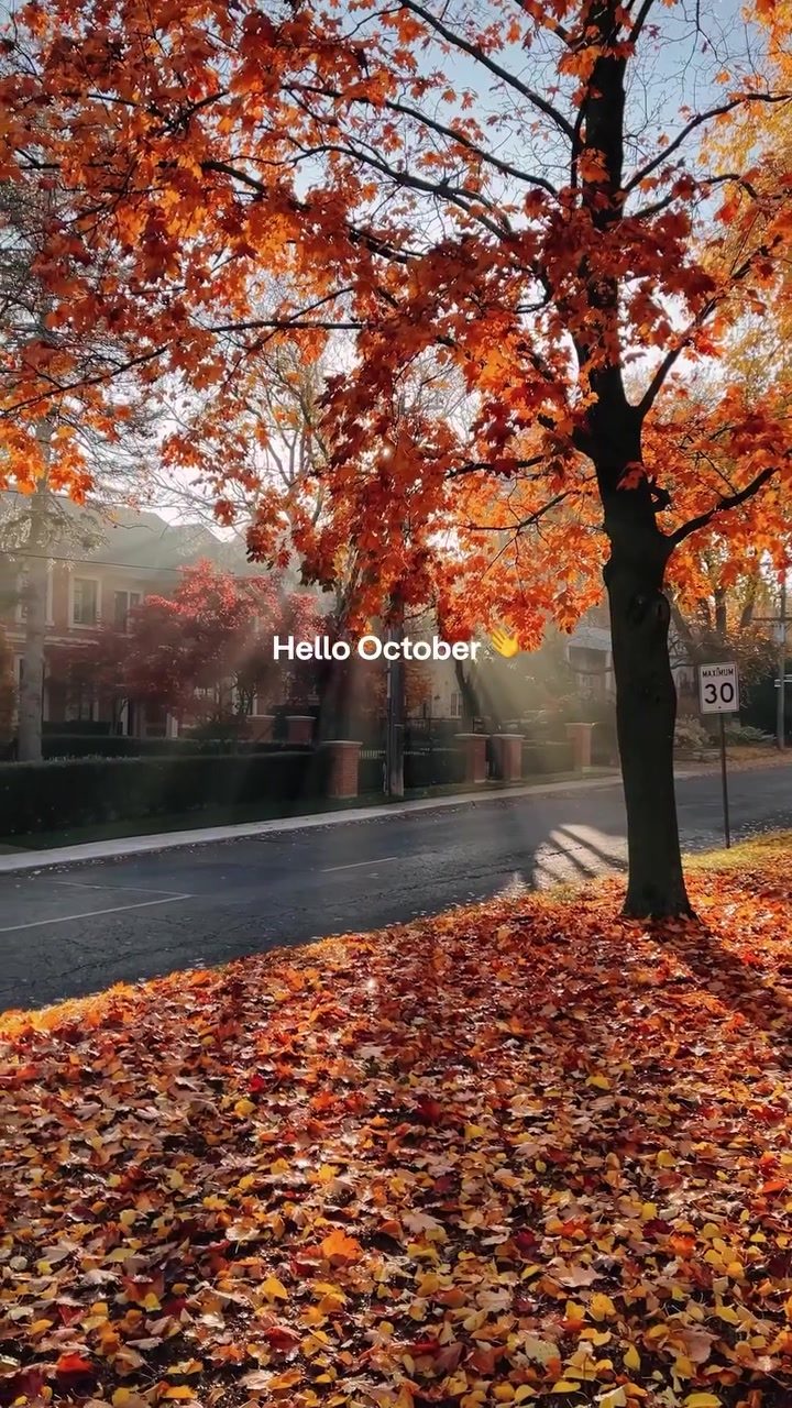 Toronto's Autumn Glow: a Living Postcard