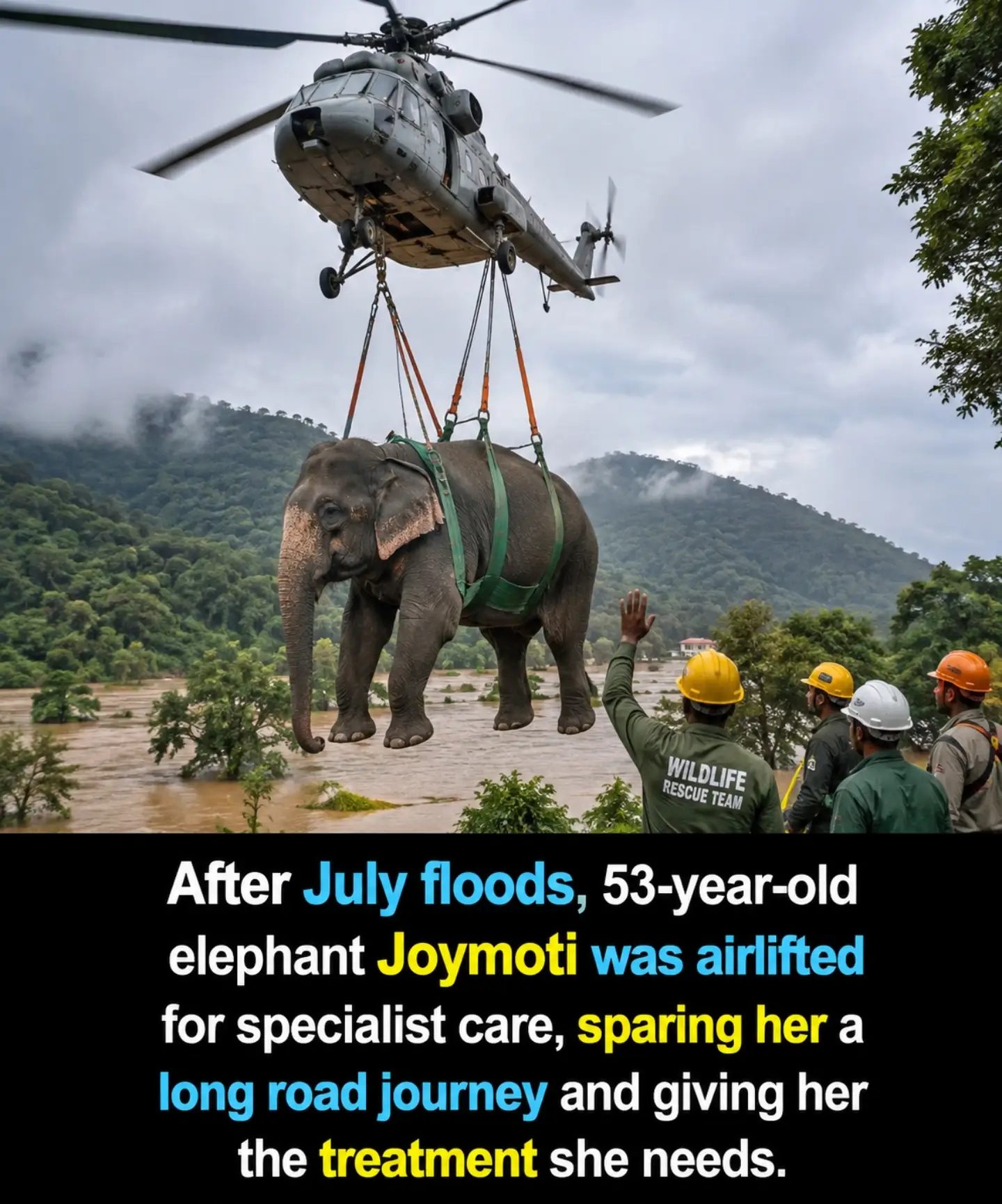 Elephant Joymoti Airlifted for Care After Floods