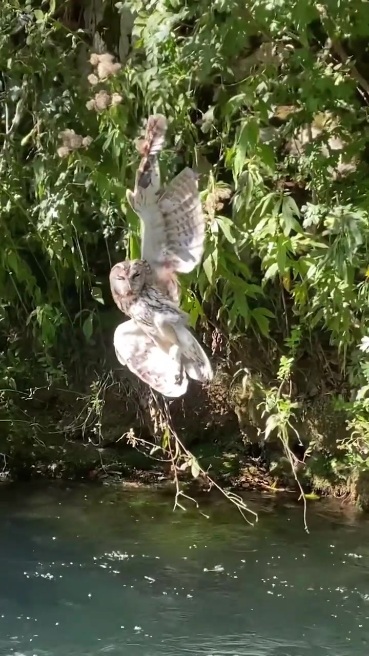 Owl Rescue: Saving a Life in a River