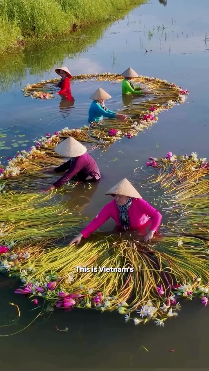 Lotus Art at Mekong Delta a Vietnamese Cultural Treasure