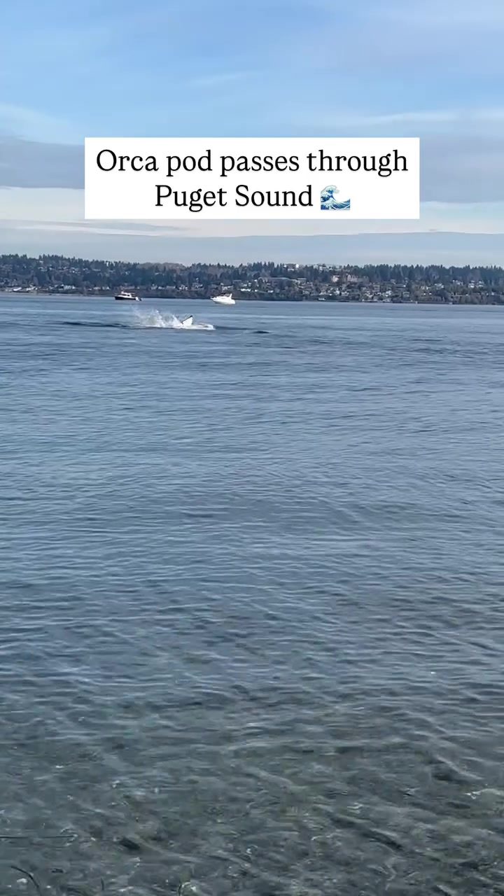Awe-Inspiring Orca Pod Encounter in Puget Sound