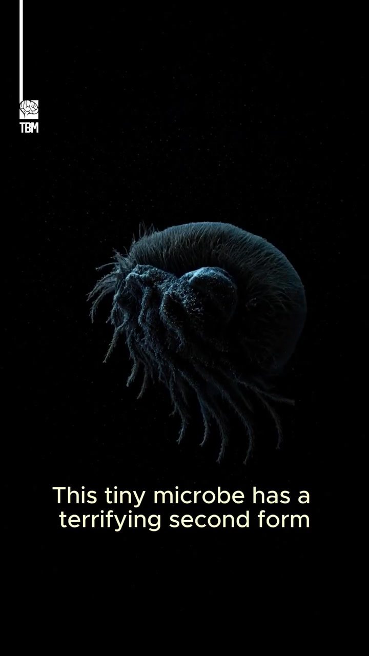 Euplotes gigatrox: The Microbe That Turns Cannibal