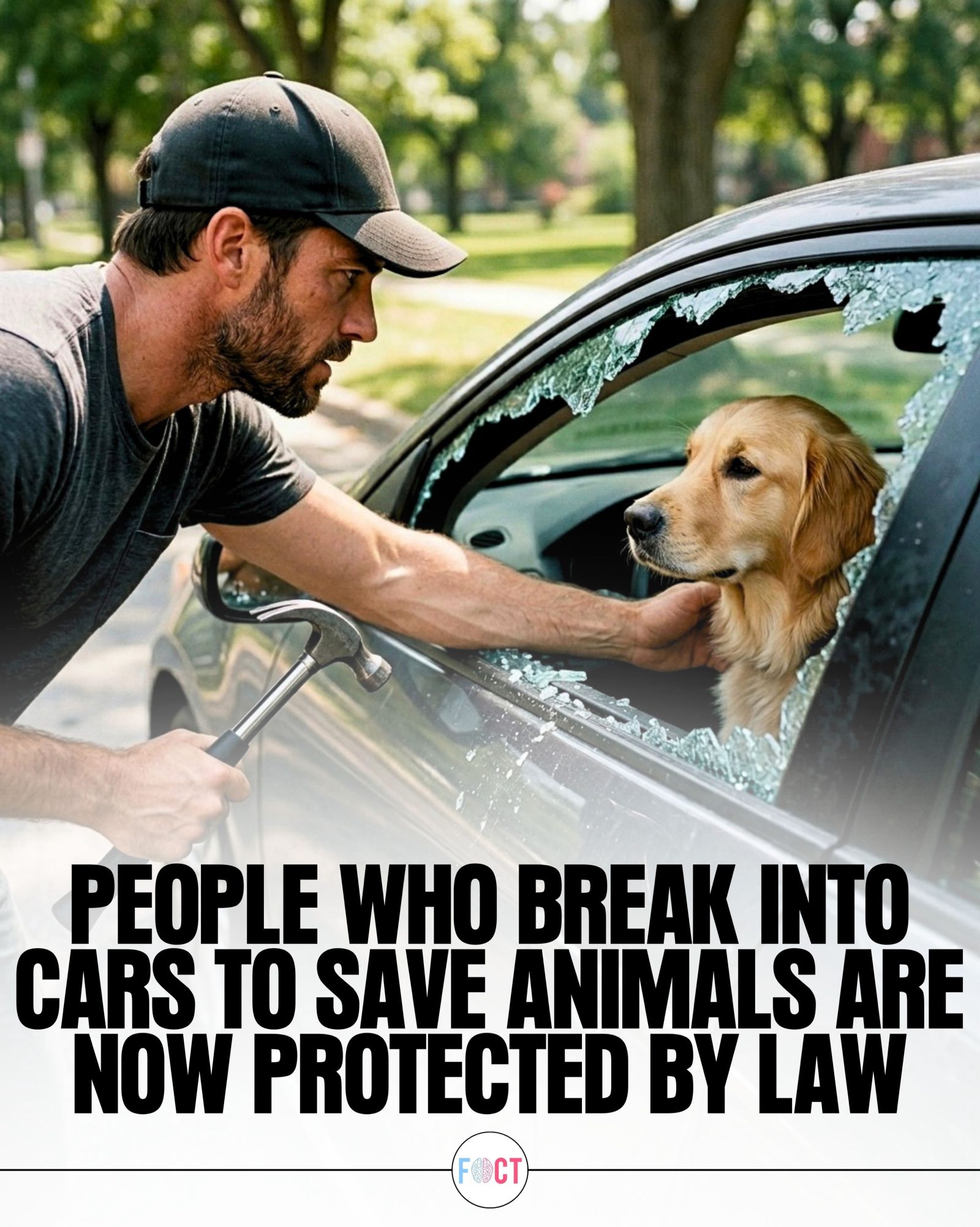 Indiana's New Law Protects Those Who Rescue Pets from Hot Cars