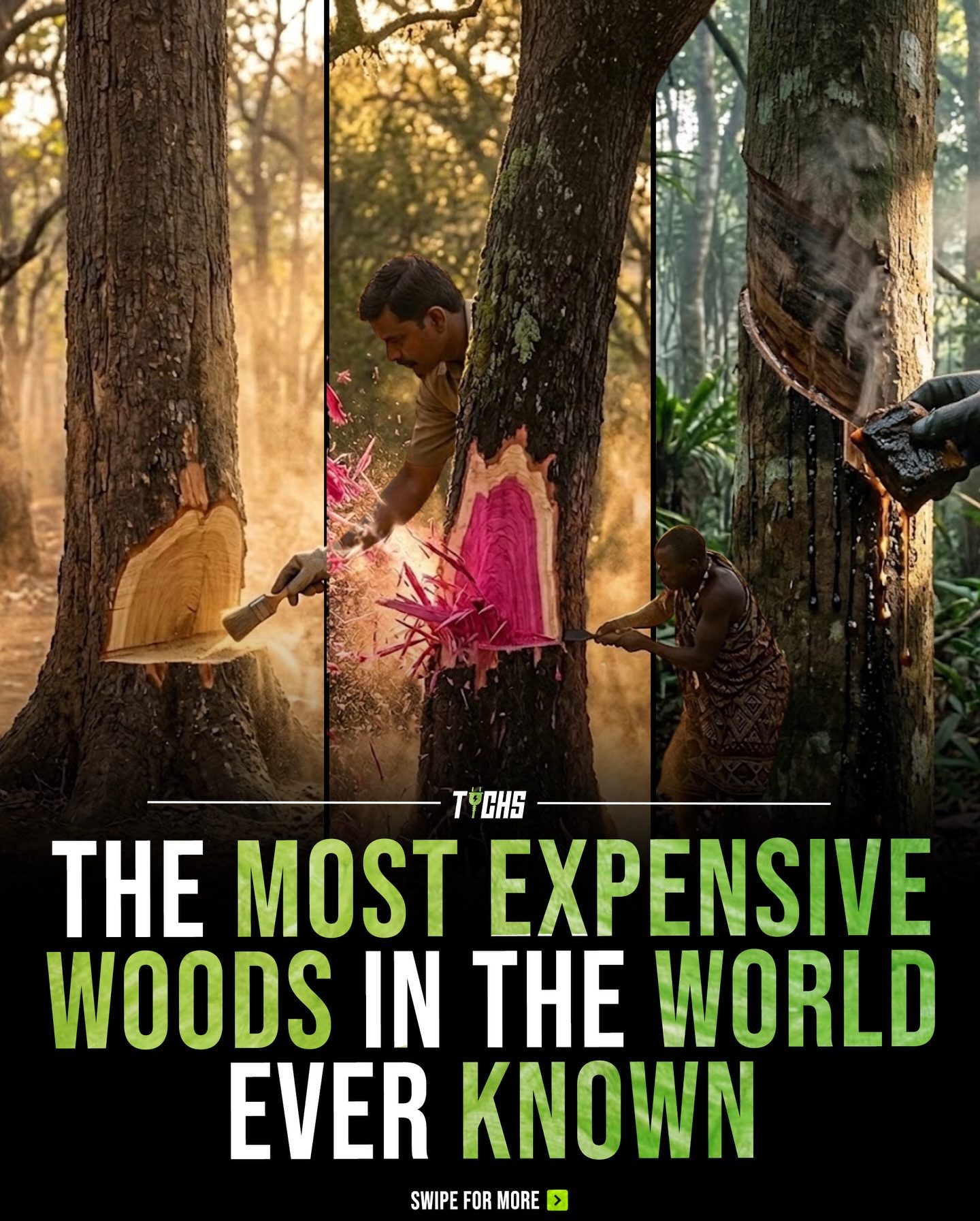 The Most Expensive Woods in the World