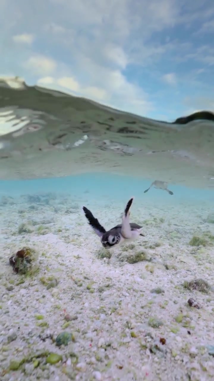 Baby Sea Turtle's Journey to the Ocean