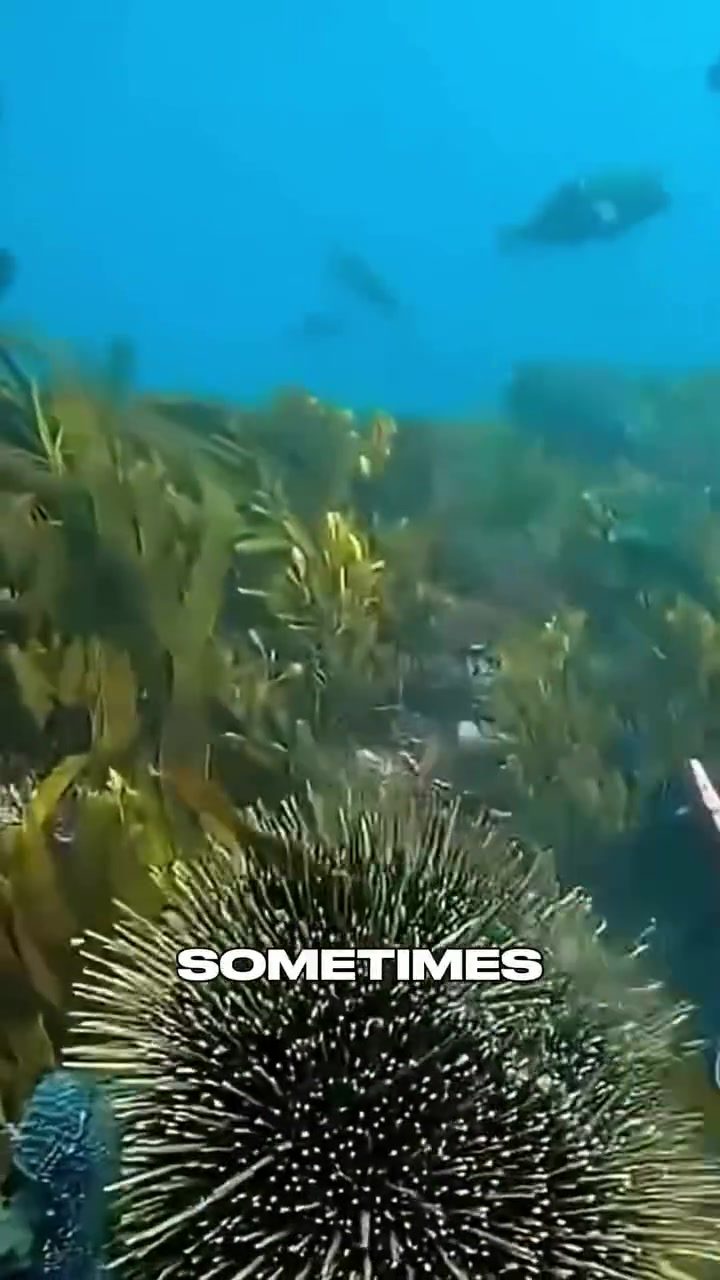 Garibaldi Fish and Divers: An Underwater Partnership