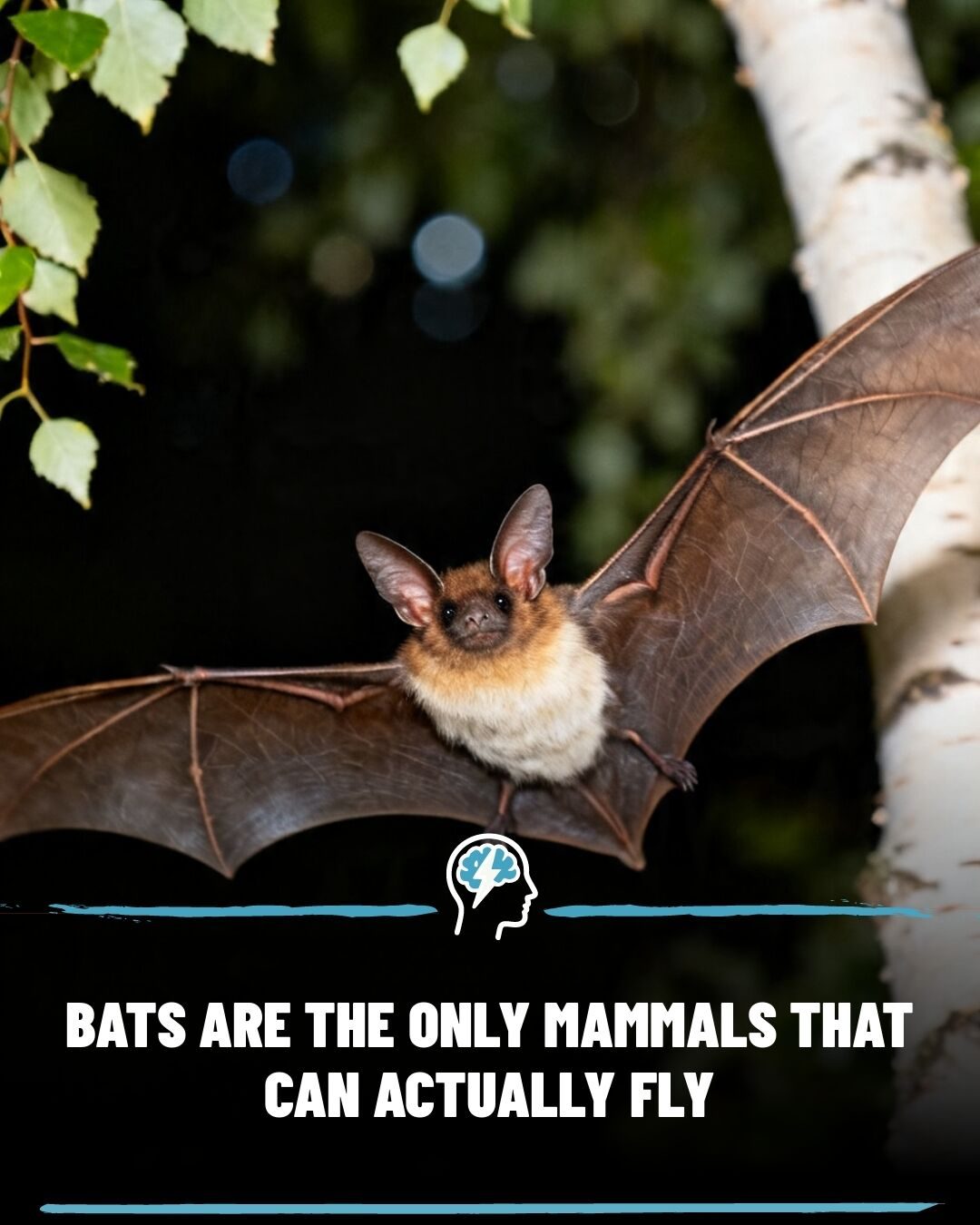 Bats' Unique Flight: The Only Mammals Capable