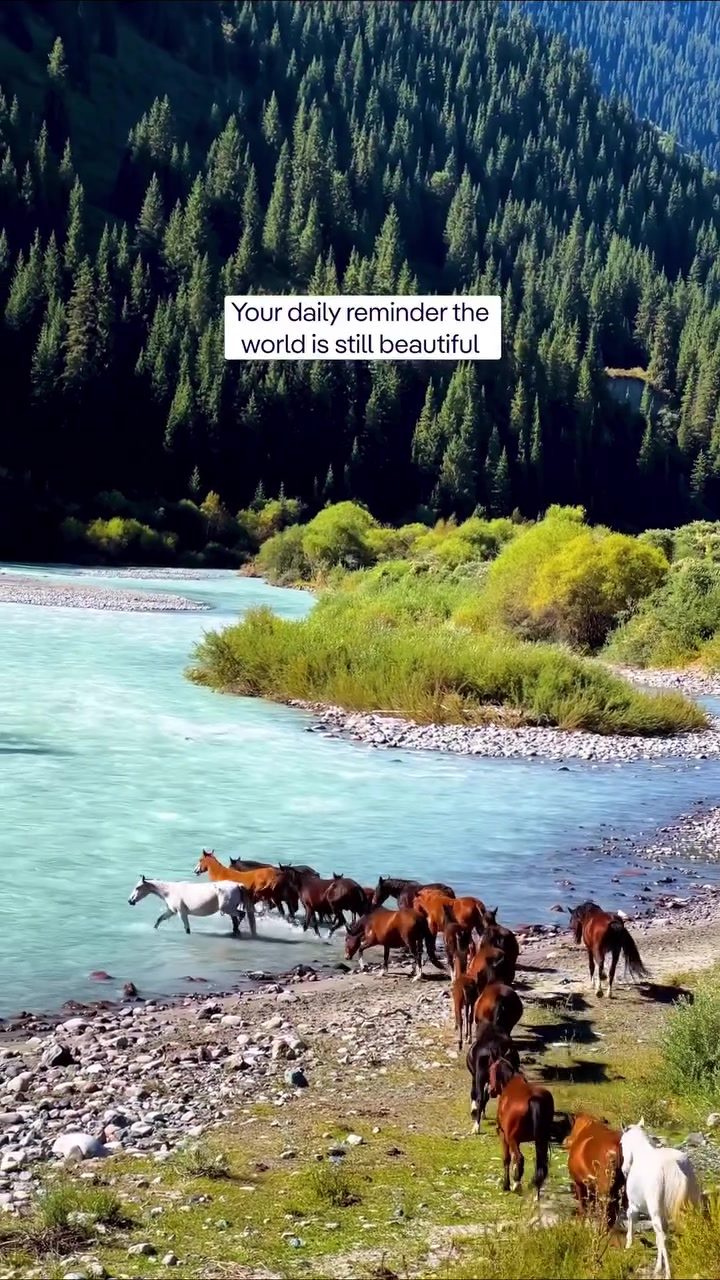 Wild Horses of Chon Kemin: A Glimpse into Kyrgyzstan's Natural Harmony
