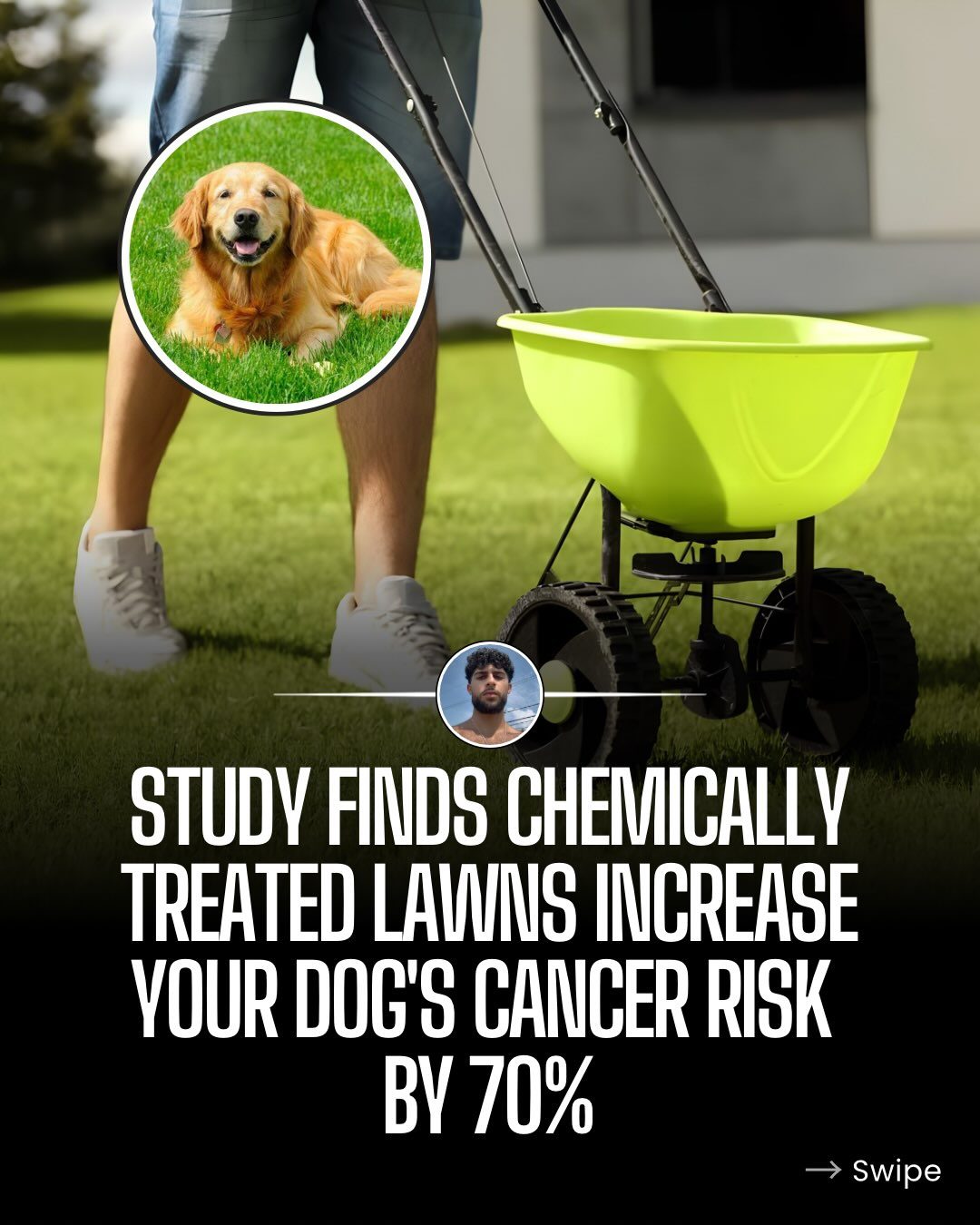 Chemically Treated Lawns Linked to Higher Dog Cancer Risk