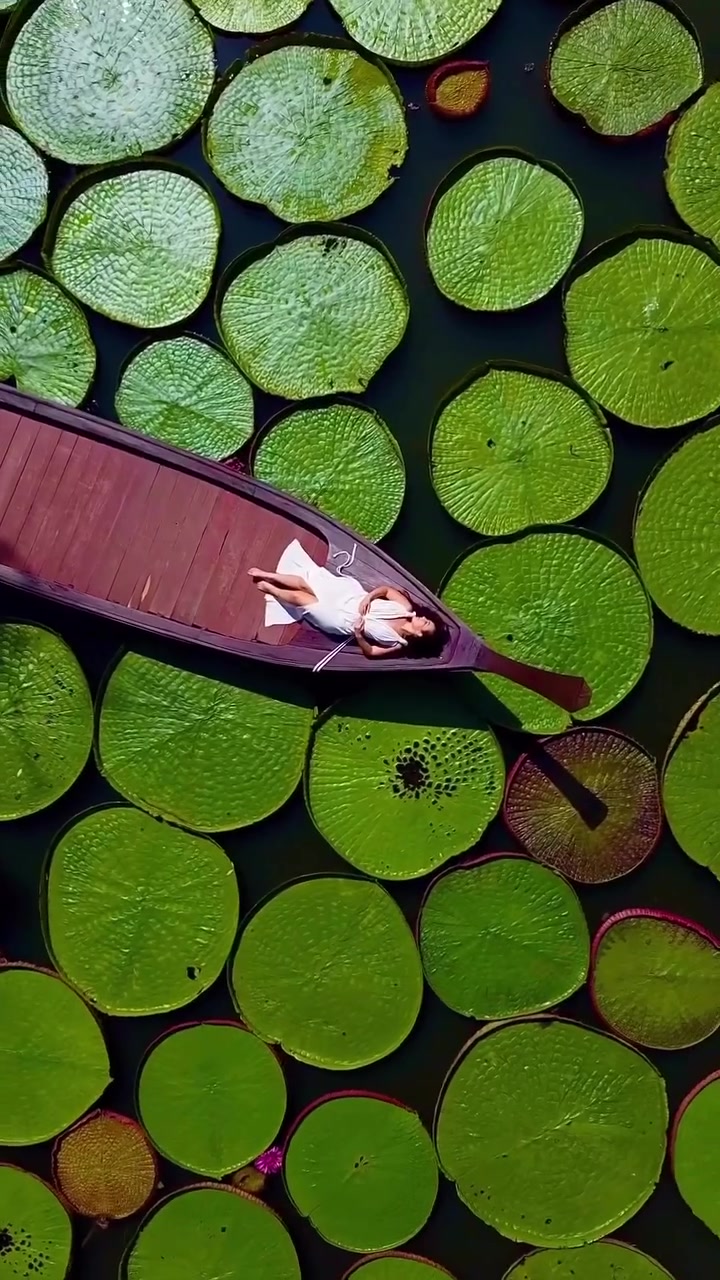 Relaxing Boat Ride on Lily Pad Lake