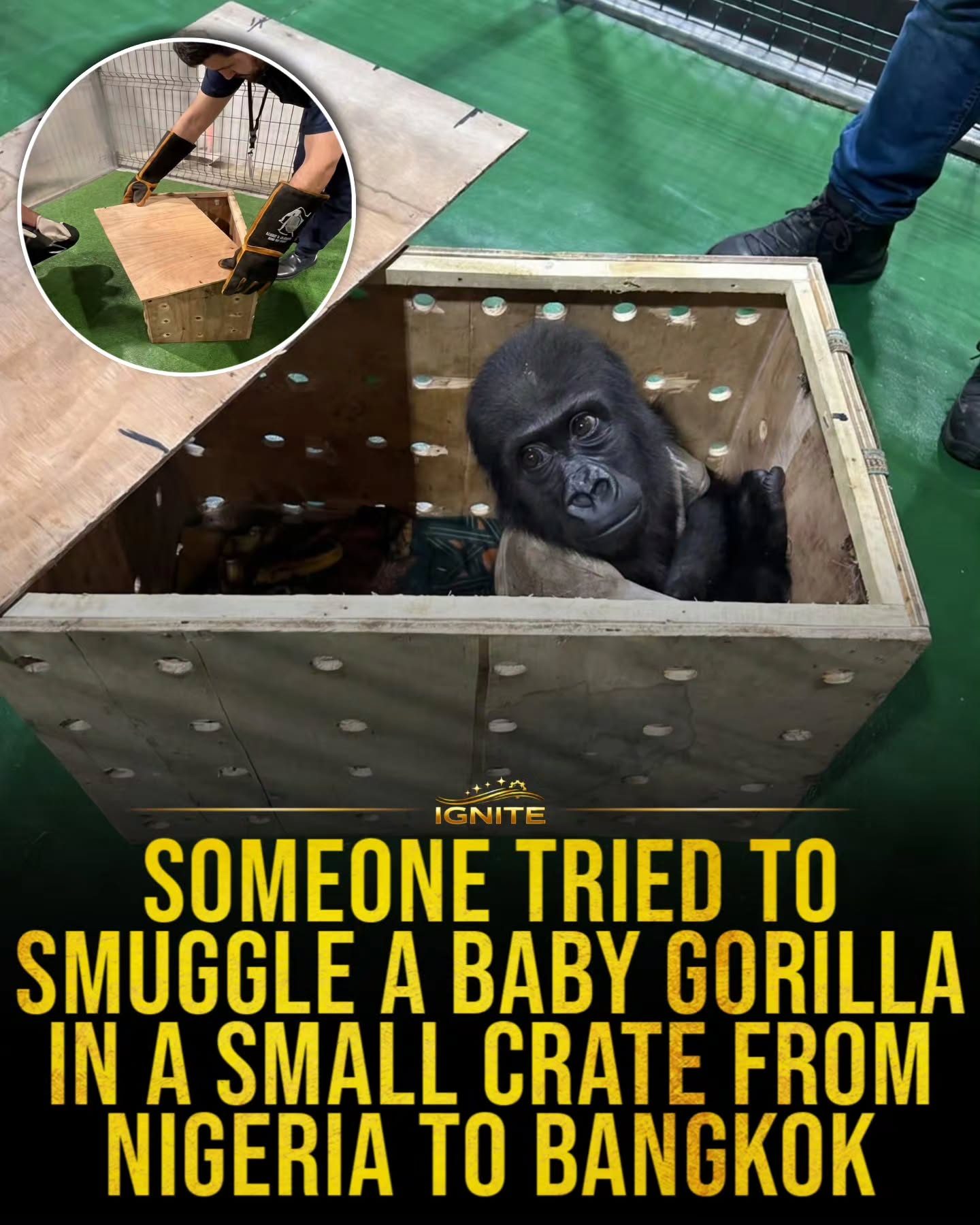 Baby Gorilla Found in Smuggled Crate at Istanbul Airport
