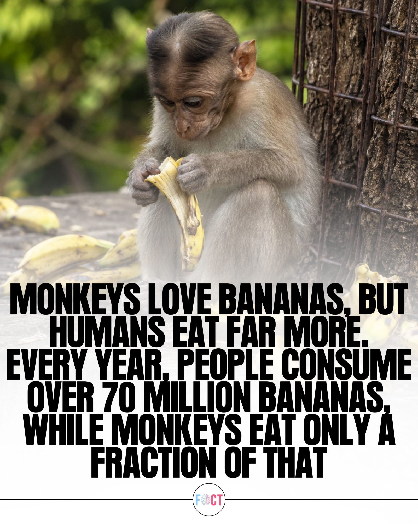 Bananas: What You Should Know About Humans, Monkeys and Consumption