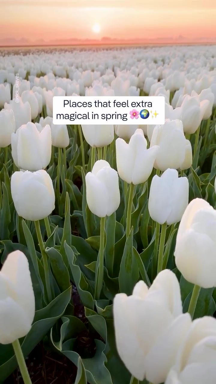 Top Spring Destinations for Blooming Landscapes and Fewer Crowds