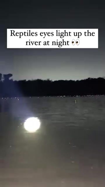 Amazon River's Nighttime Glow: Jacaré-açu Eyes Illuminate Darkness